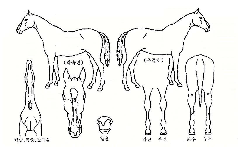 �̽��� ����,���,�޸�,�λ�,�ٸ��� Ư¡����