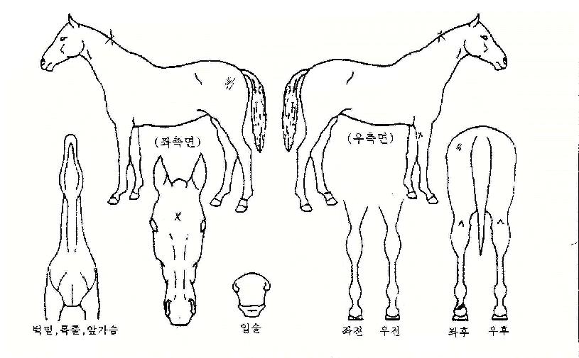 ��Ư�޵����� ����,���,�޸�,�λ�,�ٸ��� Ư¡����