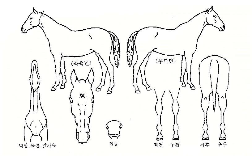 �������� ����,���,�޸�,�λ�,�ٸ��� Ư¡����