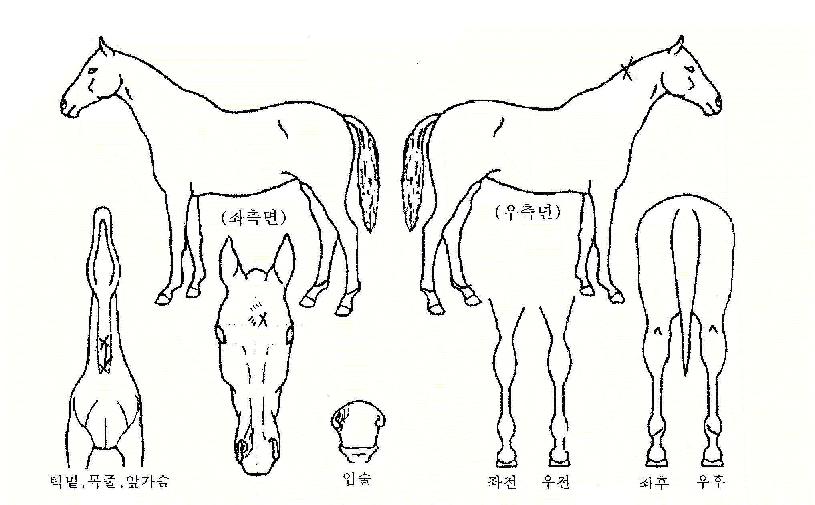 ������ ����,���,�޸�,�λ�,�ٸ��� Ư¡����