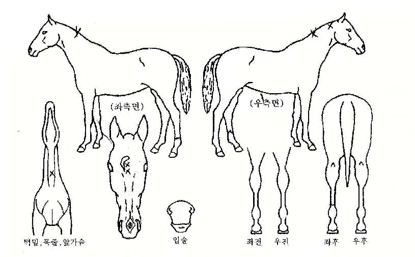 ���̽�Ʈ�޸����ڸ��� ����,���,�޸�,�λ�,�ٸ��� Ư¡����