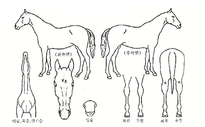 ÃÖÀûÀÇÁ¶°ÇÀÇ Ãø¸é,¿ì¸é,µÞ¸é,µÎ»ó,´Ù¸®ÀÇ Æ¯Â¡µµÇØ
