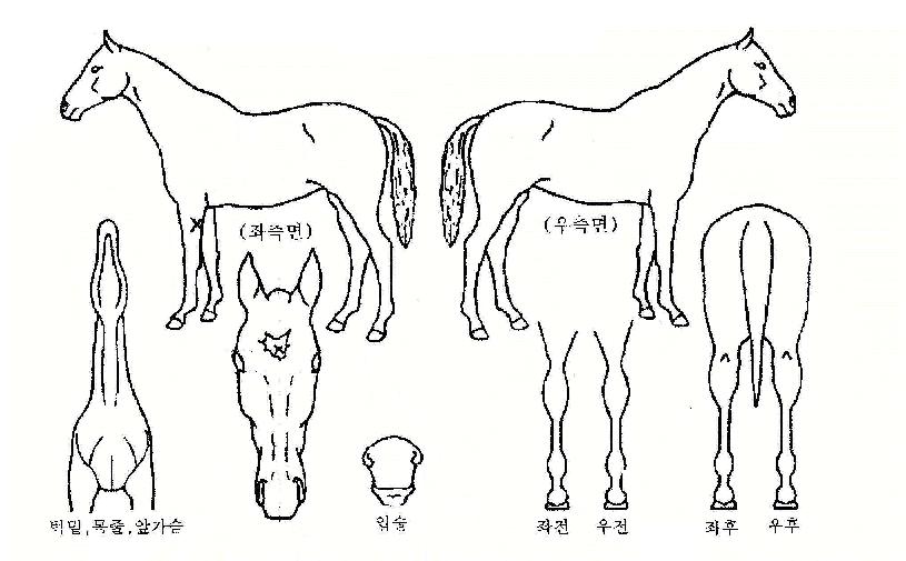À§´×¼¦ÀÇ Ãø¸é,¿ì¸é,µÞ¸é,µÎ»ó,´Ù¸®ÀÇ Æ¯Â¡µµÇØ