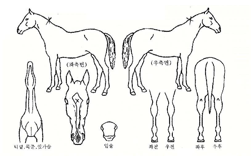 Çø°½º³ë¿ìÀÚ¸¶ÀÇ Ãø¸é,¿ì¸é,µÞ¸é,µÎ»ó,´Ù¸®ÀÇ Æ¯Â¡µµÇØ