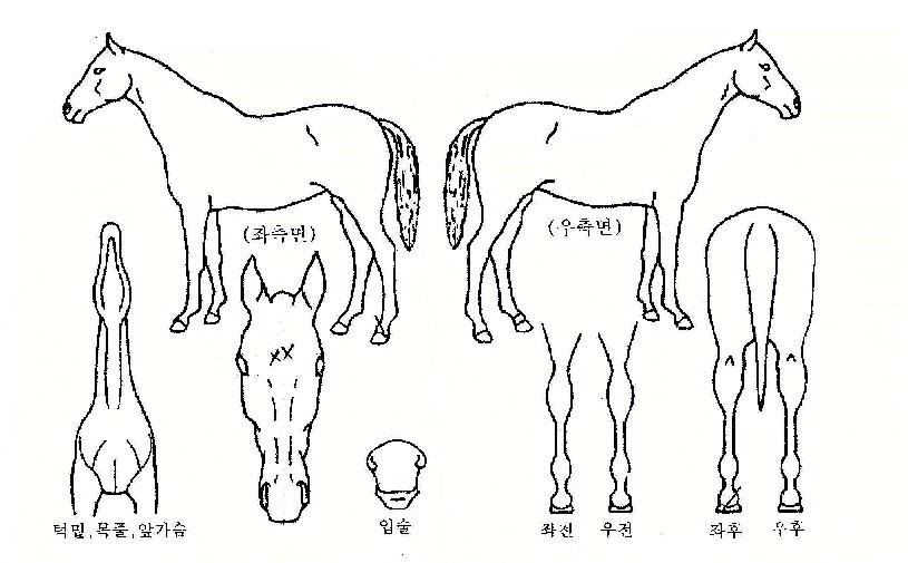 �ݺ������ ����,���,�޸�,�λ�,�ٸ��� Ư¡����