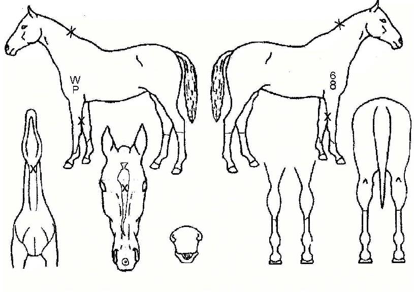 ÇöóÀ׺ñÁþÀÇ Ãø¸é,¿ì¸é,µÞ¸é,µÎ»ó,´Ù¸®ÀÇ Æ¯Â¡µµÇØ