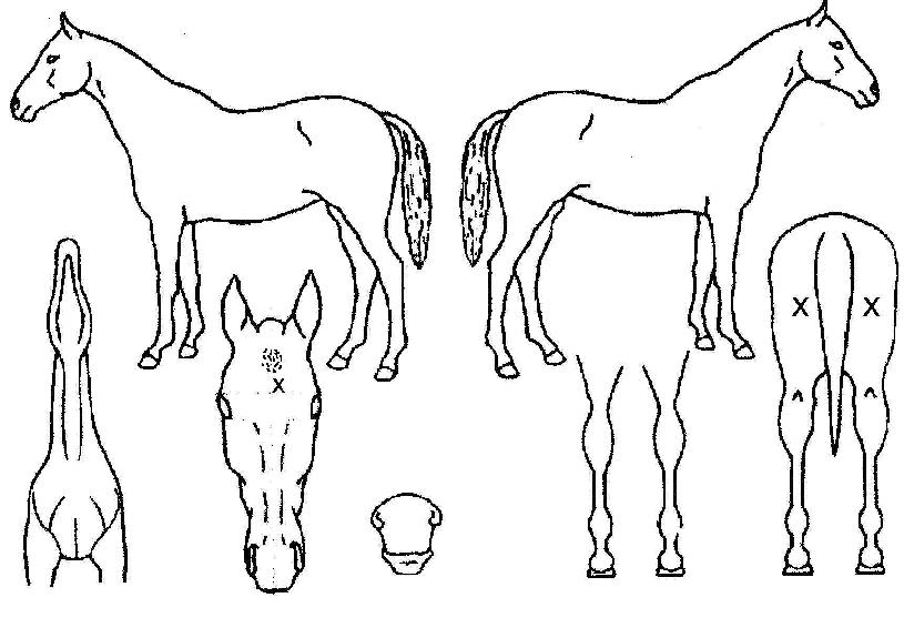 ĳ�������ƽý��� ����,���,�޸�,�λ�,�ٸ��� Ư¡����