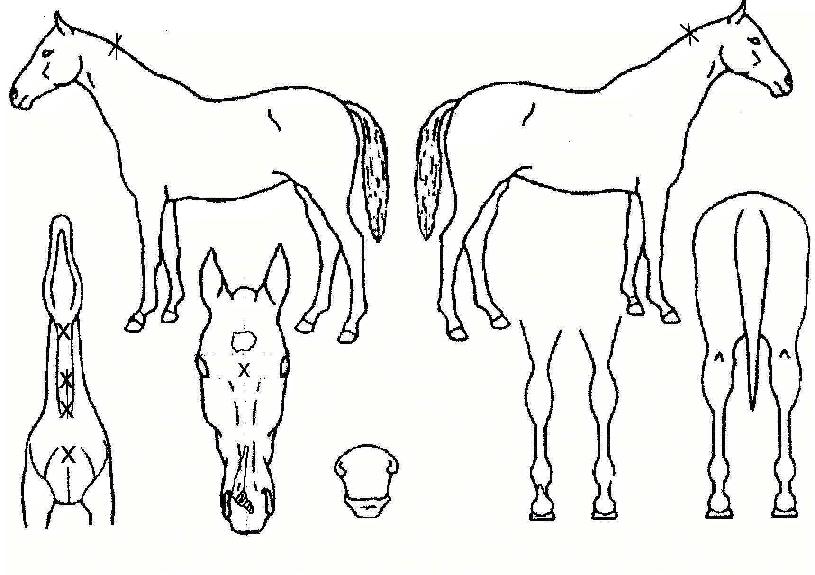 ��Ÿ��Ĺ�� ����,���,�޸�,�λ�,�ٸ��� Ư¡����