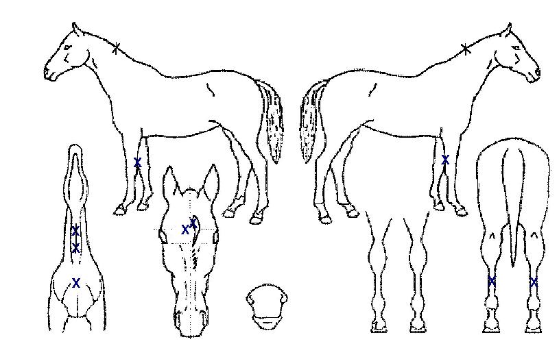 ´ÏŰŸ¹ìºÎÀÇ Ãø¸é,¿ì¸é,µÞ¸é,µÎ»ó,´Ù¸®ÀÇ Æ¯Â¡µµÇØ