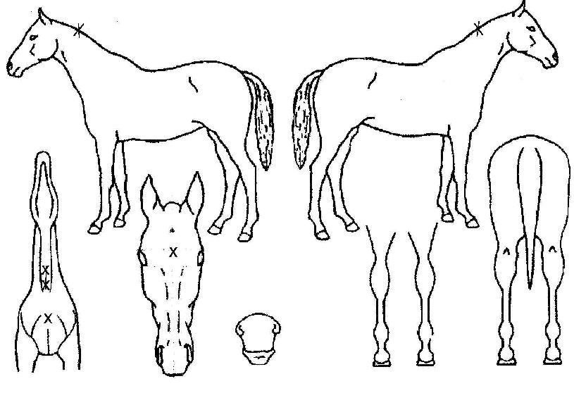 �𵨾�Ʈ������ ����,���,�޸�,�λ�,�ٸ��� Ư¡����