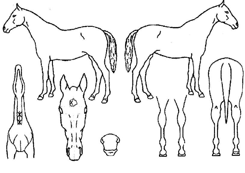 ��丮������ ����,���,�޸�,�λ�,�ٸ��� Ư¡����