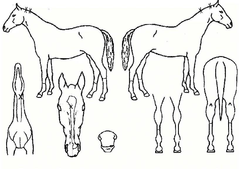 ³ªÀ̽º¿þ´õÀÇ Ãø¸é,¿ì¸é,µÞ¸é,µÎ»ó,´Ù¸®ÀÇ Æ¯Â¡µµÇØ