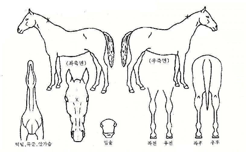 º°ºû°¡µæÀÇ Ãø¸é,¿ì¸é,µÞ¸é,µÎ»ó,´Ù¸®ÀÇ Æ¯Â¡µµÇØ
