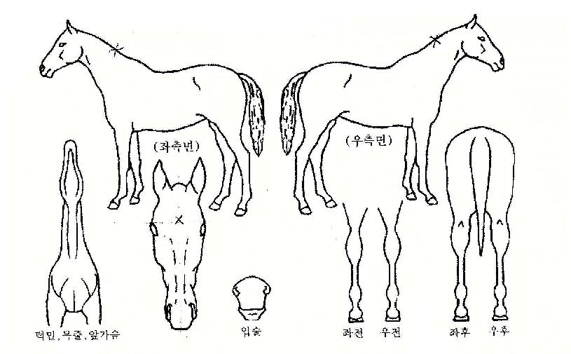 »÷ÀÇ Ãø¸é,¿ì¸é,µÞ¸é,µÎ»ó,´Ù¸®ÀÇ Æ¯Â¡µµÇØ