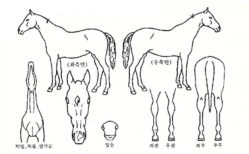 ¾Æ¹Ì¶óÀÚ¸¶ÀÇ Ãø¸é,¿ì¸é,µÞ¸é,µÎ»ó,´Ù¸®ÀÇ Æ¯Â¡µµÇØ