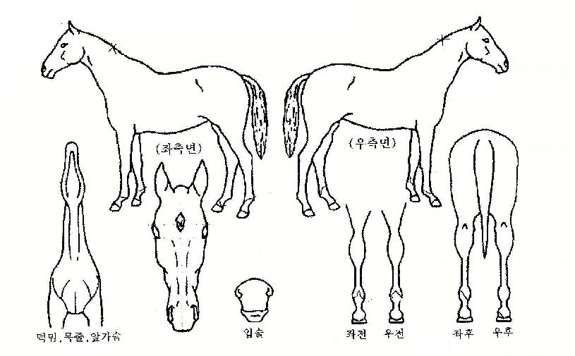 �ڸ��ζ����� ����,���,�޸�,�λ�,�ٸ��� Ư¡����