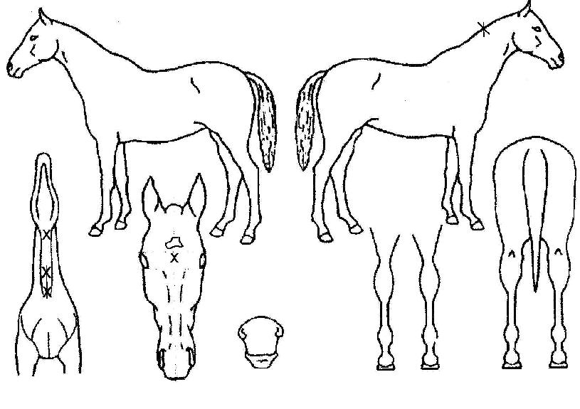 ¾ß½Ã¸¶½ºÄµÀÇ Ãø¸é,¿ì¸é,µÞ¸é,µÎ»ó,´Ù¸®ÀÇ Æ¯Â¡µµÇØ