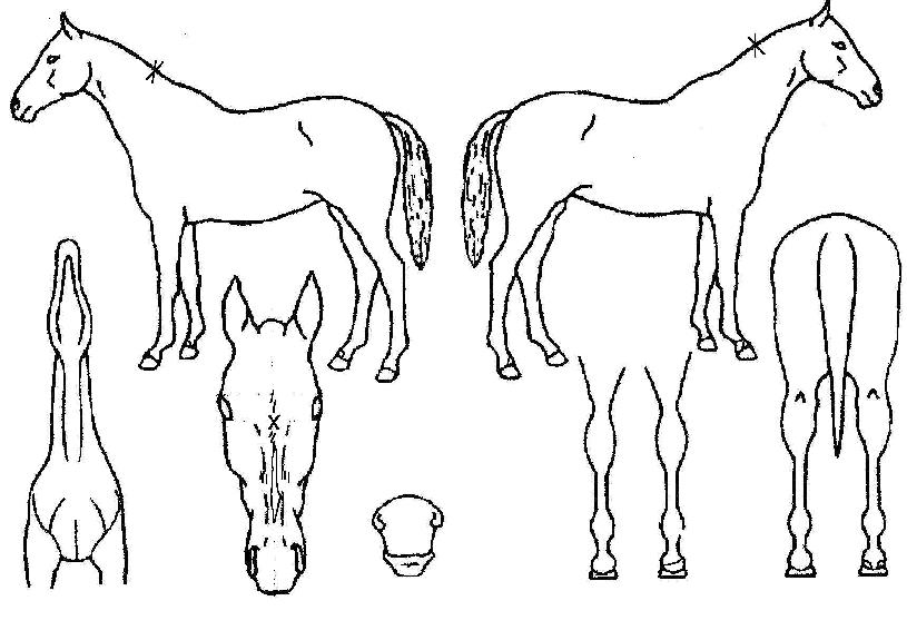 ÅٽóëÀ®Å©ÀÇ Ãø¸é,¿ì¸é,µÞ¸é,µÎ»ó,´Ù¸®ÀÇ Æ¯Â¡µµÇØ