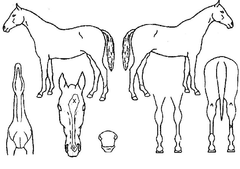 ��ŵ��ŵ�� ����,���,�޸�,�λ�,�ٸ��� Ư¡����