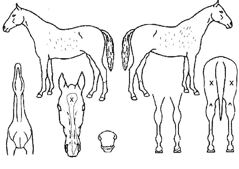 �̽�ƽ������ ����,���,�޸�,�λ�,�ٸ��� Ư¡����