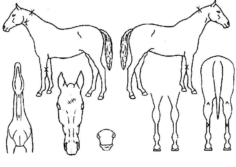 ·Î¸Ç½ºÀÌÁî¾î½ºÅ¸ÀÇ Ãø¸é,¿ì¸é,µÞ¸é,µÎ»ó,´Ù¸®ÀÇ Æ¯Â¡µµÇØ