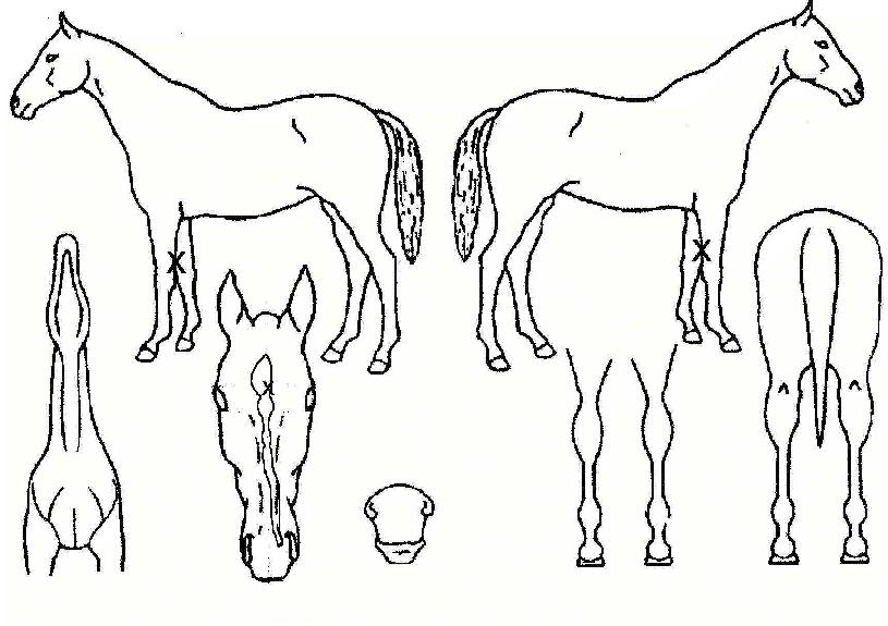 �������Ͼ��� ����,���,�޸�,�λ�,�ٸ��� Ư¡����