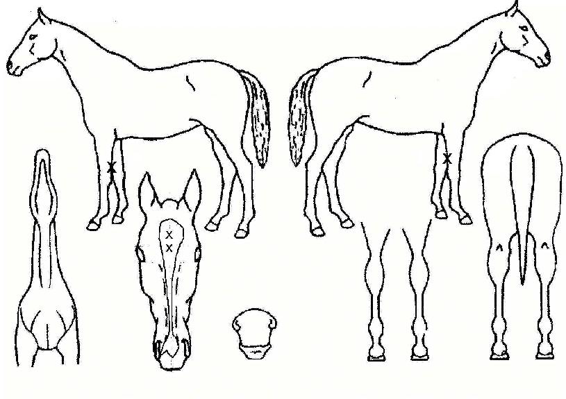 ��ÿ���� ����,���,�޸�,�λ�,�ٸ��� Ư¡����