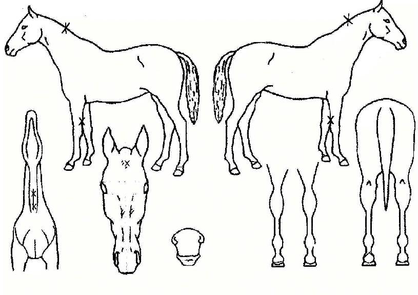 ½Ã¸á¸®½Ã¸á¸®ÀÇ Ãø¸é,¿ì¸é,µÞ¸é,µÎ»ó,´Ù¸®ÀÇ Æ¯Â¡µµÇØ