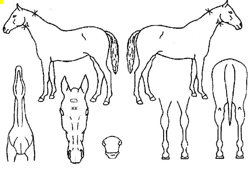 ÄÚ´ÏÁîÆÛ½ºÆ®¶óÀÌÀÇ Ãø¸é,¿ì¸é,µÞ¸é,µÎ»ó,´Ù¸®ÀÇ Æ¯Â¡µµÇØ