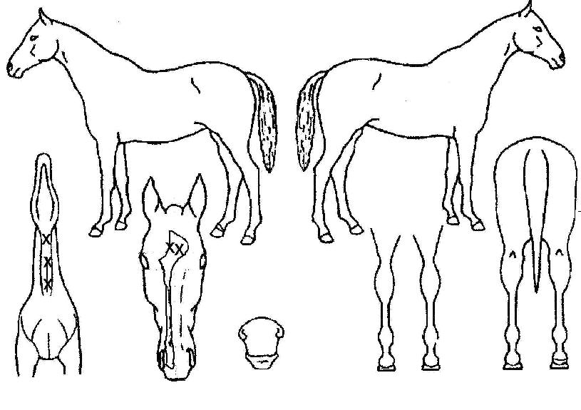 �Ƹ���è�Ǿ��� ����,���,�޸�,�λ�,�ٸ��� Ư¡����