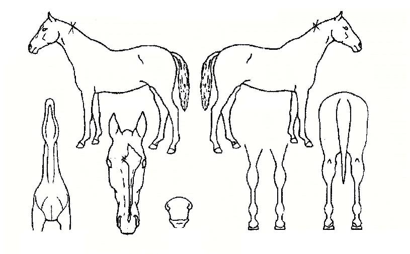 �ͺ�ī�� ����,���,�޸�,�λ�,�ٸ��� Ư¡����