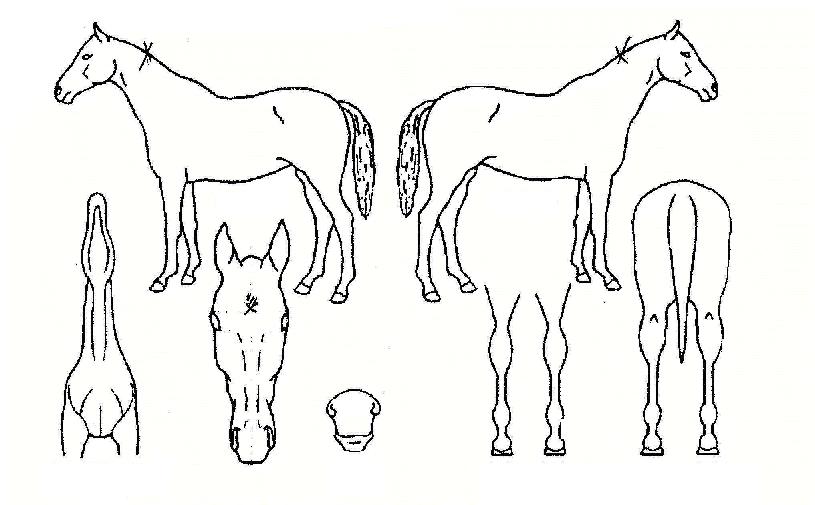 À§´ëÇÑÂù»çÀÇ Ãø¸é,¿ì¸é,µÞ¸é,µÎ»ó,´Ù¸®ÀÇ Æ¯Â¡µµÇØ