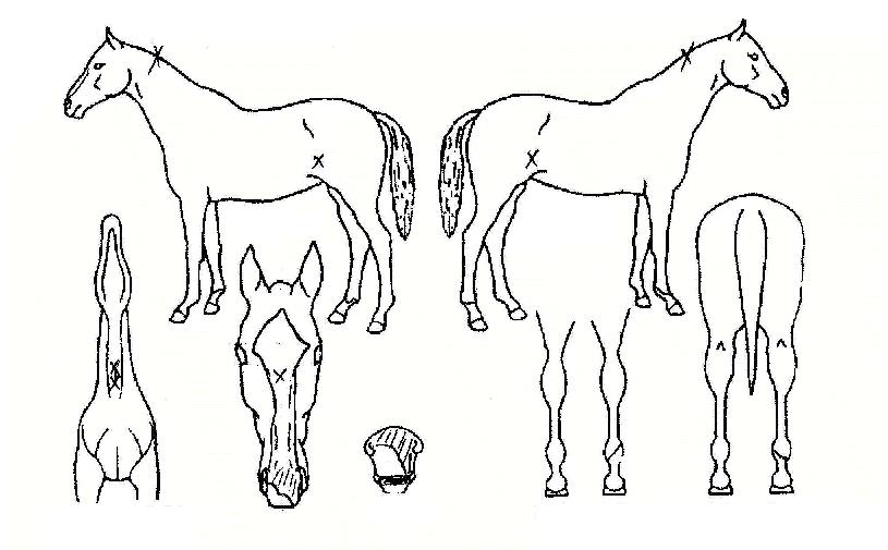 �����ְ��� ����,���,�޸�,�λ�,�ٸ��� Ư¡����