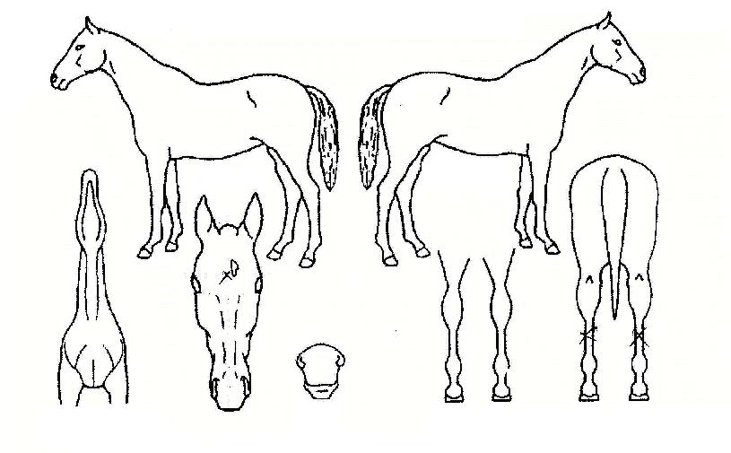 ������ ����,���,�޸�,�λ�,�ٸ��� Ư¡����