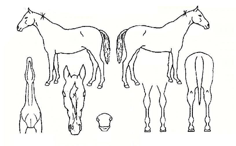 ��ſ����� ����,���,�޸�,�λ�,�ٸ��� Ư¡����