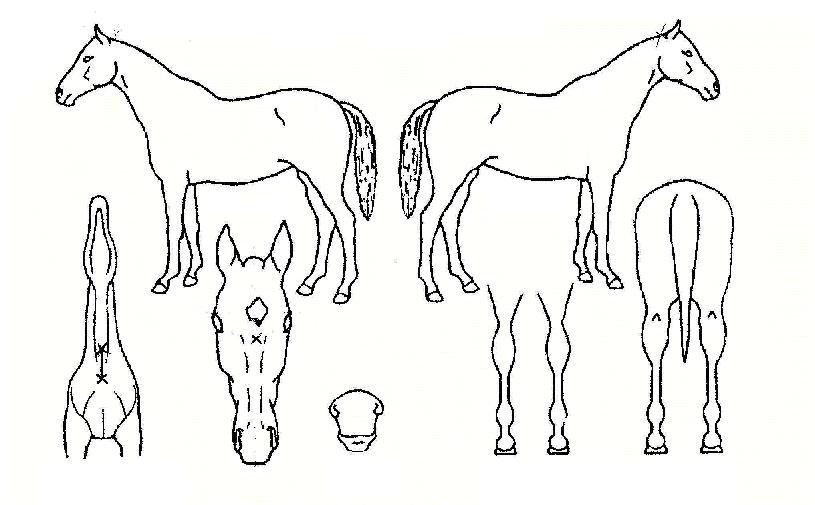 Á¶¼±°È£ÀÇ Ãø¸é,¿ì¸é,µÞ¸é,µÎ»ó,´Ù¸®ÀÇ Æ¯Â¡µµÇØ