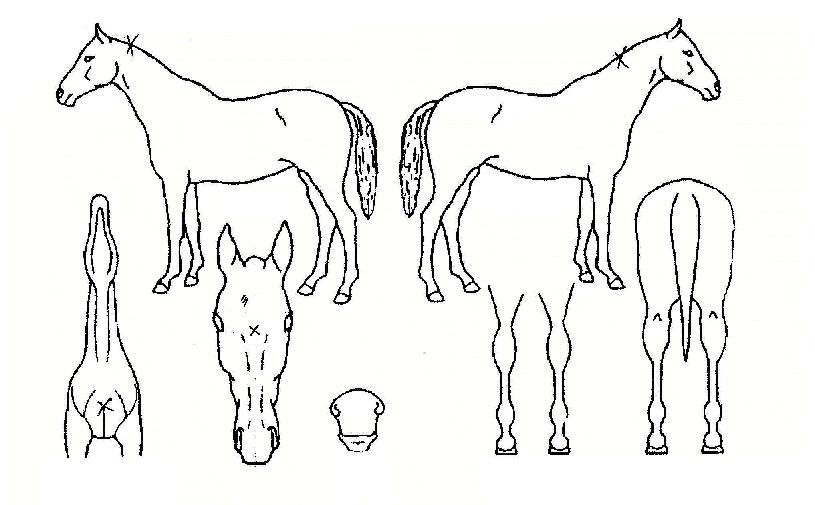 Ç®ÆÄµµÀÇ Ãø¸é,¿ì¸é,µÞ¸é,µÎ»ó,´Ù¸®ÀÇ Æ¯Â¡µµÇØ