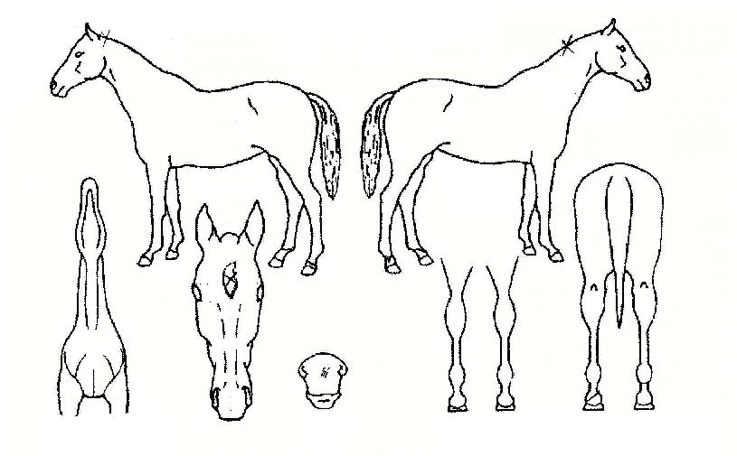 ¿Õºñ¸¶¸¶ÀÇ Ãø¸é,¿ì¸é,µÞ¸é,µÎ»ó,´Ù¸®ÀÇ Æ¯Â¡µµÇØ