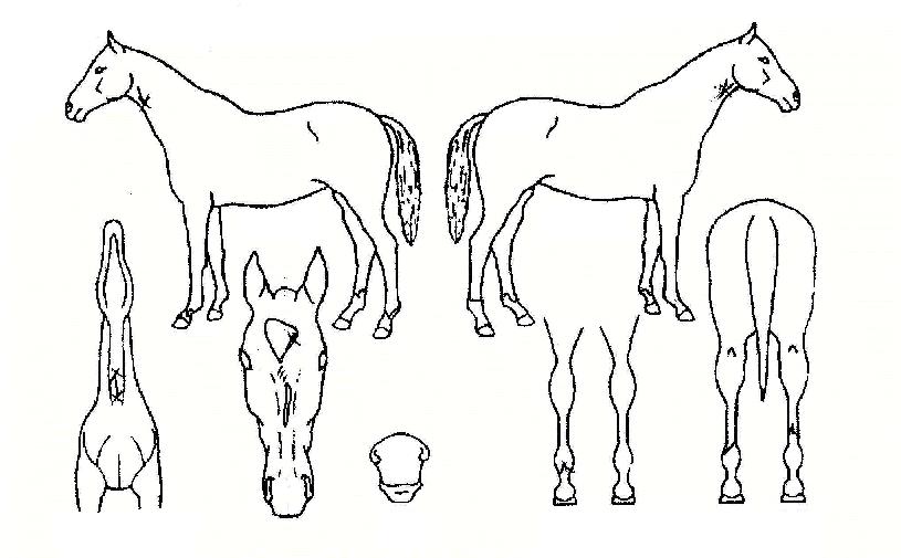 ��Ұ��������� ����,���,�޸�,�λ�,�ٸ��� Ư¡����