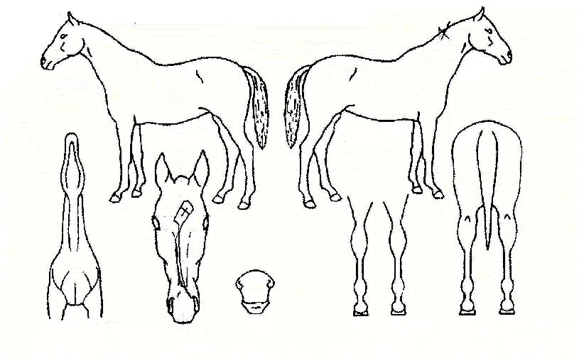 õ¸¸´ë±ºÀÇ Ãø¸é,¿ì¸é,µÞ¸é,µÎ»ó,´Ù¸®ÀÇ Æ¯Â¡µµÇØ