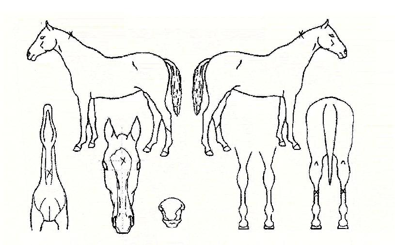 �������� ����,���,�޸�,�λ�,�ٸ��� Ư¡����