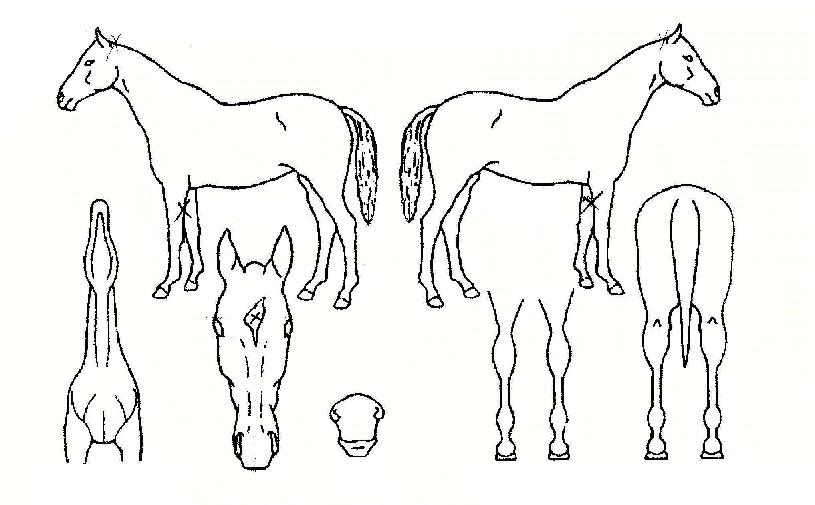 Áß¾Óµ¶Á¡ÀÇ Ãø¸é,¿ì¸é,µÞ¸é,µÎ»ó,´Ù¸®ÀÇ Æ¯Â¡µµÇØ