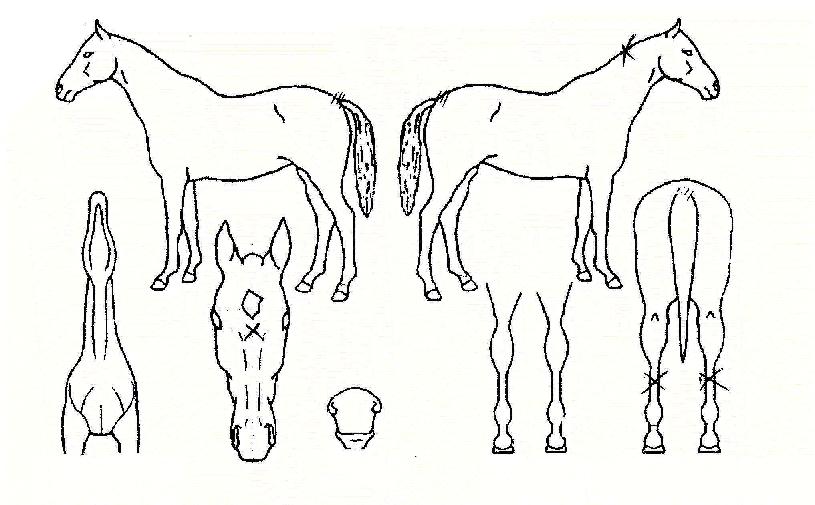 Ä¥¼ºµ¿»êÀÇ Ãø¸é,¿ì¸é,µÞ¸é,µÎ»ó,´Ù¸®ÀÇ Æ¯Â¡µµÇØ