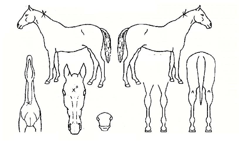 �������극���ڸ��� ����,���,�޸�,�λ�,�ٸ��� Ư¡����