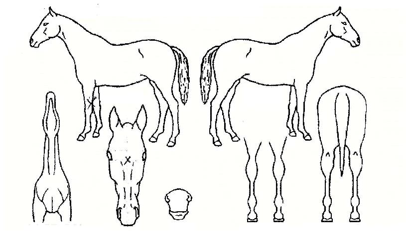 ������� ����,���,�޸�,�λ�,�ٸ��� Ư¡����