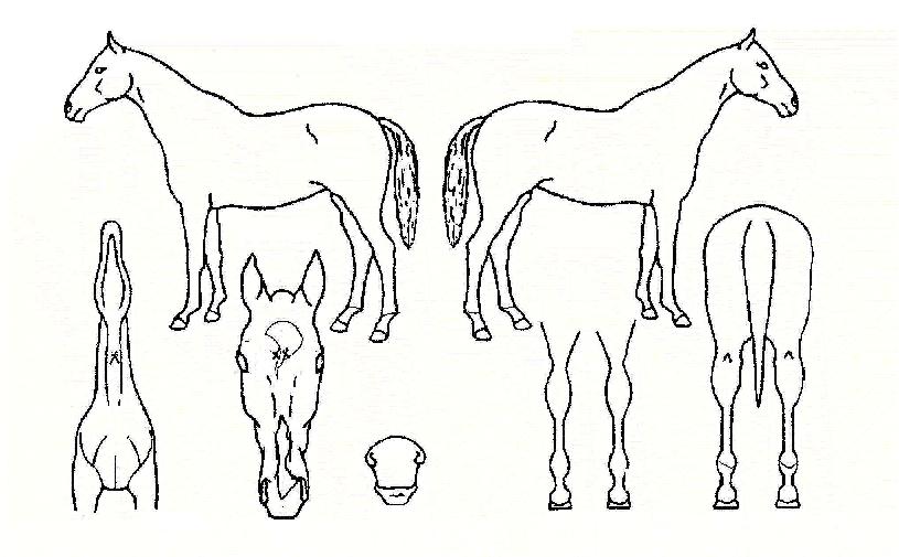 Á¦½Â´çÀÇ Ãø¸é,¿ì¸é,µÞ¸é,µÎ»ó,´Ù¸®ÀÇ Æ¯Â¡µµÇØ