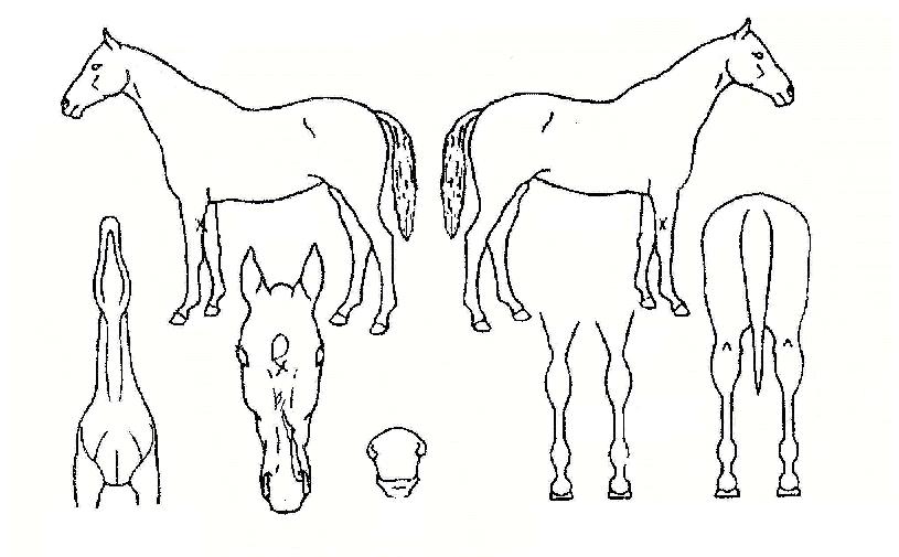 ĳ��Ǯ�ڸ��� ����,���,�޸�,�λ�,�ٸ��� Ư¡����