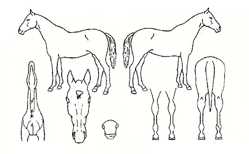 ���л���� ����,���,�޸�,�λ�,�ٸ��� Ư¡����