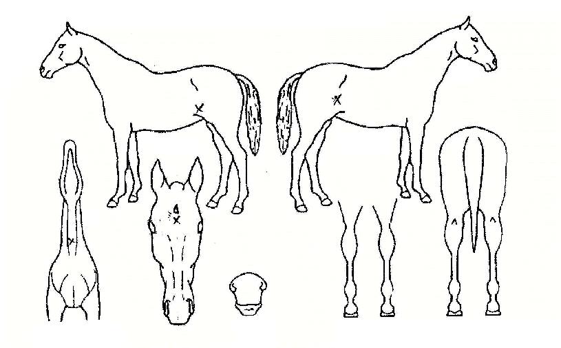 ÀÏ·ºÆ®¸¯±Û¶óÀ̵åÀÚ¸¶ÀÇ Ãø¸é,¿ì¸é,µÞ¸é,µÎ»ó,´Ù¸®ÀÇ Æ¯Â¡µµÇØ