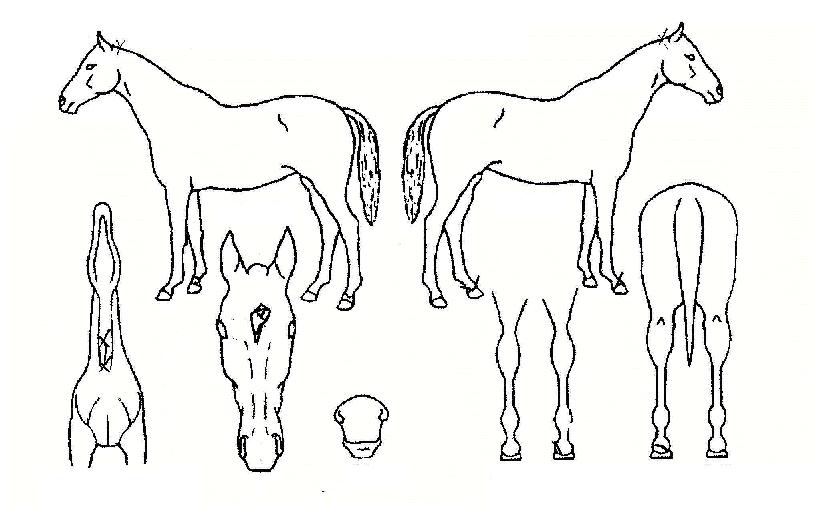 Çູµ¿»êÀÇ Ãø¸é,¿ì¸é,µÞ¸é,µÎ»ó,´Ù¸®ÀÇ Æ¯Â¡µµÇØ